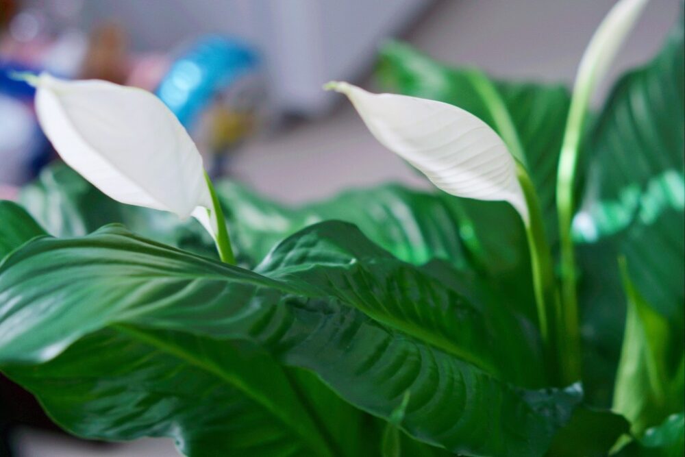 低アレルギー性植物の効果